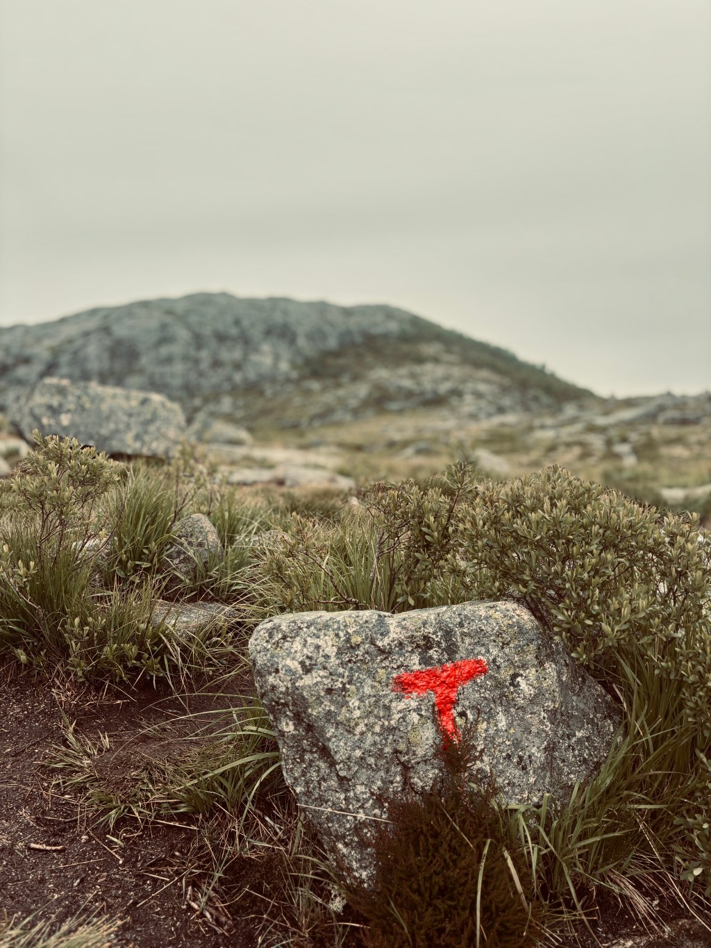 Following the Red&nbsp;T